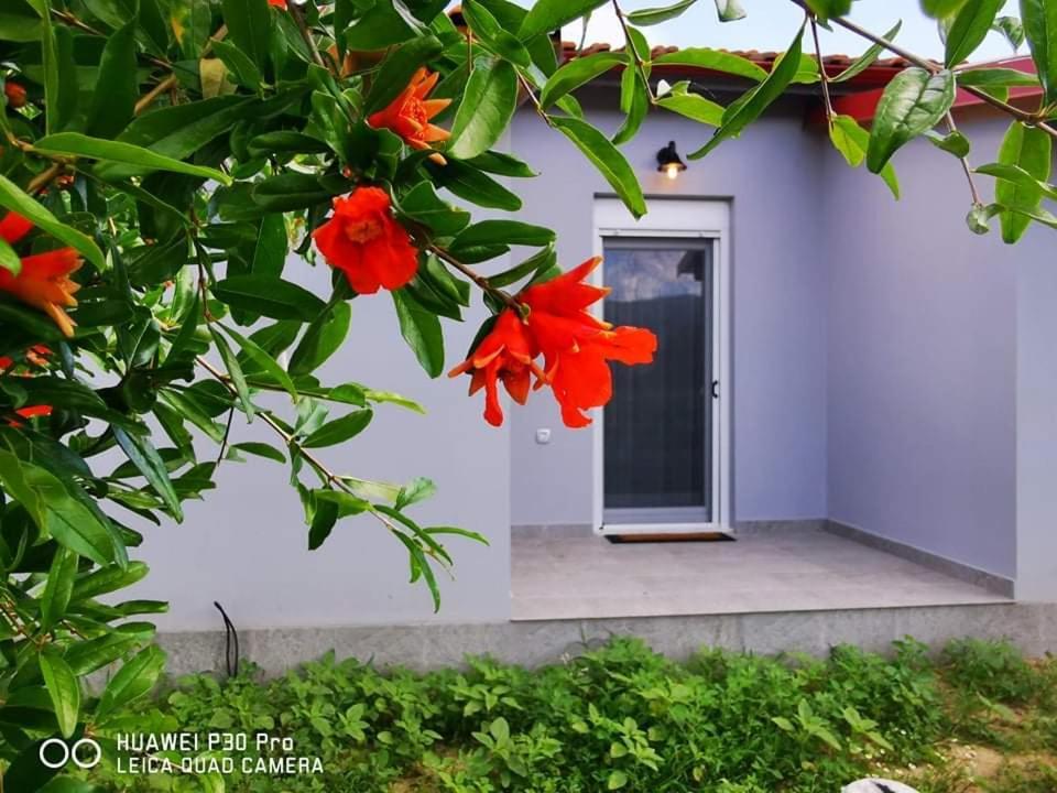 Ktima Mimoza Lägenhet Sykia Chalkidikis Exteriör bild