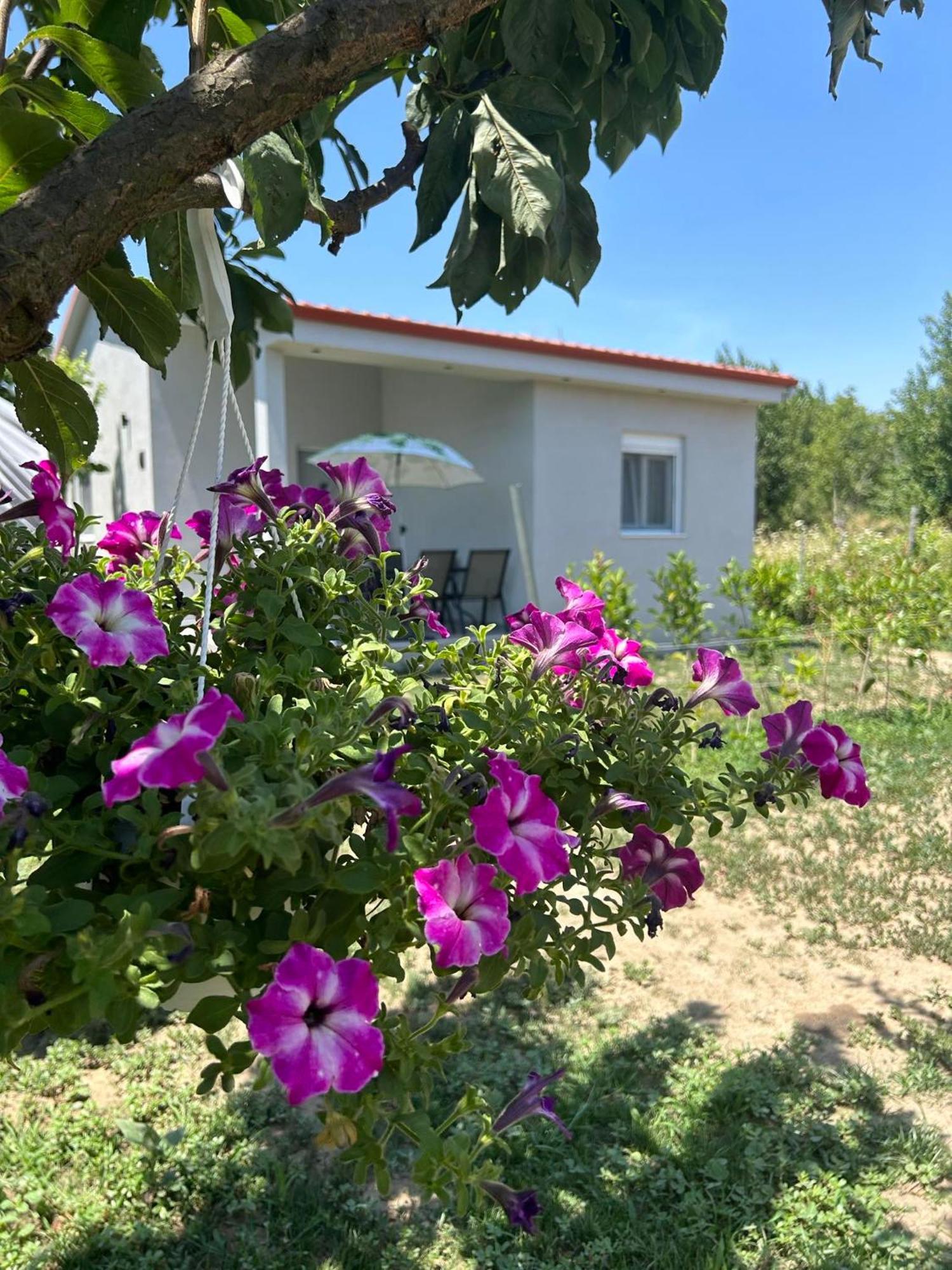 Ktima Mimoza Lägenhet Sykia Chalkidikis Exteriör bild